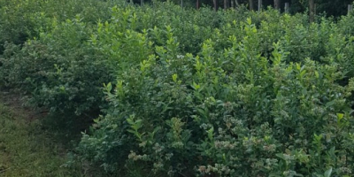 Sprzedam borówke amerykańska z własnej plantacji.Zbieramy dziennie od 3