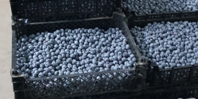 Sprzedam borówke amerykańska z własnej plantacji.Zbieramy dziennie od 3