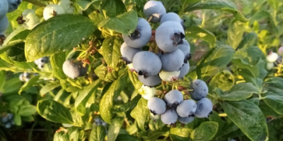 Sprzedam borówkę amerykańską, dziennie 500 kg, świeża, z nalotem,