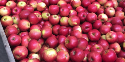 I have 80 tons of apples for sell, Idared