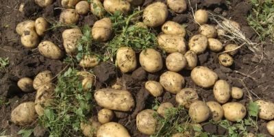 Cena: do negocjacji w zależności od pożądanej ilości. Lokalny