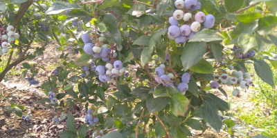 Sprzedam borówkę amerykańską z własnej plantacji prosto z krzaka