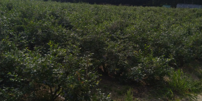 Sprzedam borówkę amerykańską z własnej plantacji prosto z krzaka