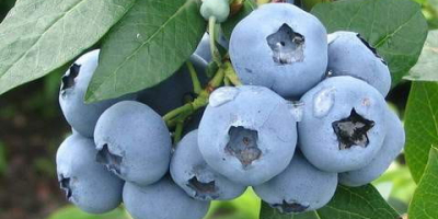 Posiadamy małą, własną plantację w sąsiedztwie lasów z dala