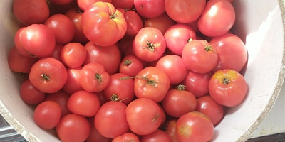 Sprzedam pomidory gruntowe nie pryskane chętne osoby zapraszam