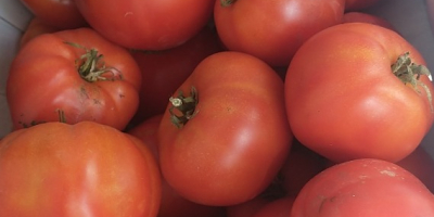 Sprzedam pomidory gruntowe nie pryskane chętne osoby zapraszam