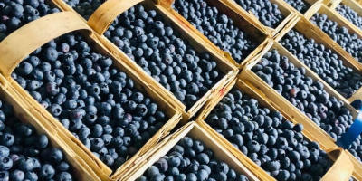 Witam, mam na sprzedaż borówkę amerykańską. Codziennie ręcznie zbierana,