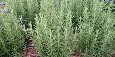 Ugaherbs Rosemary herbs (zimozielone) tutaj w Ugandzie Sembabule District,