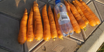 Cena: do negocjacji w zależności od pożądanej ilości. Lokalny