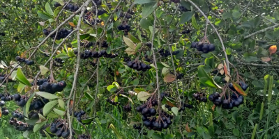 Jak na Tę chwilę Aronia Piękności... Zbiór Ręczny po