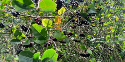 Jak na Tę chwilę Aronia Piękności... Zbiór Ręczny po