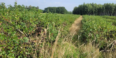 Sprzedam aronię - owoc świeży plantacja ekologiczna z certyfikatem