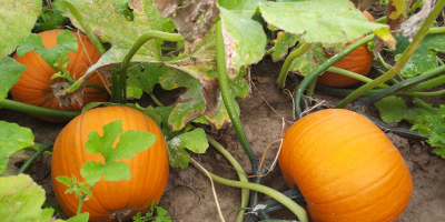 Dynia Racer typu Halloween. Kształt okrągły. Kolor złoto -