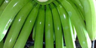 Dostawa Fresh Green Cavendish Banana 456, 789 palców na