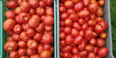Na sprzedaż pomidory gruntowe okrągłe i typu lima (jajowate).