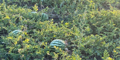 Melony z różowym rdzeniem, 5-12 kg