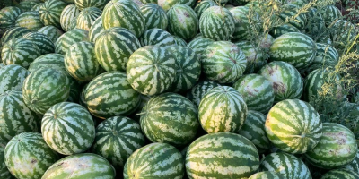 Melony z różowym rdzeniem, 5-12 kg