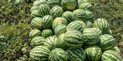 Melony z różowym rdzeniem, 5-12 kg