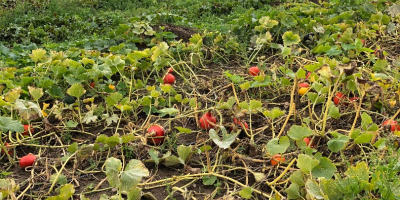 Sprzedam dynie hokkaido, ekologiczna z certyfikatem. Ładnie wybarwiona, bez