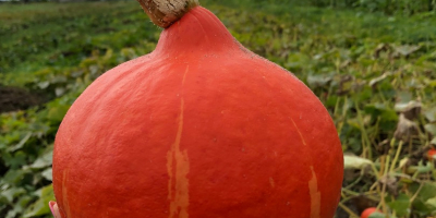 Sprzedam dynie hokkaido, ekologiczna z certyfikatem. Ładnie wybarwiona, bez