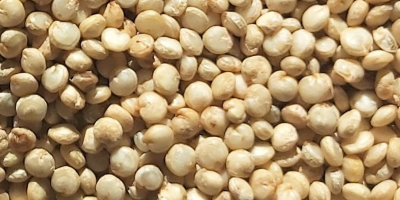 Quinoa to wyjątkowy produkt pochodzący z peruwiańskich Andów. Jednak
