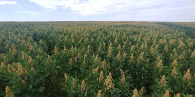 Quinoa to wyjątkowy produkt pochodzący z peruwiańskich Andów. Jednak
