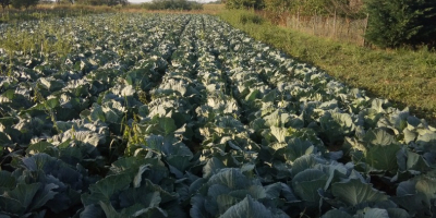 Sprzedam kapustę jesienną w Halmeu, hrabstwo Satu-Mare, cena 2,5