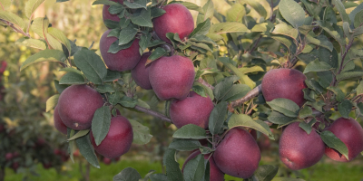 Oferuje jabłka odmiany Adams, wielkość powyżej 70mm, dostępne zarówno