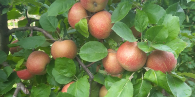 Mam do sprzedania Renetę odmiana Red boskoop. Szczegóły podam