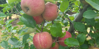 Mam do sprzedania Renetę odmiana Red boskoop. Szczegóły podam