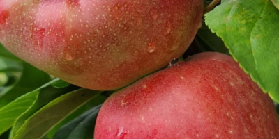 świeże, słodkie i soczyste pyszne jabłka prosto z sadu