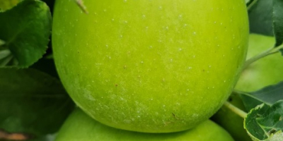 świeże, słodkie i soczyste pyszne jabłka prosto z sadu