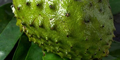 Soursop to rodzaj owocu, który jest używany w medycynie