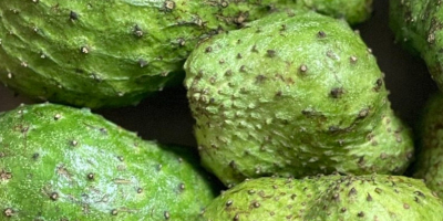 Soursop to rodzaj owocu, który jest używany w medycynie