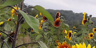 Słonecznik Ozdobny na kwiat cięty ‘Taiyo’ (Helianthus Annuus) Witam