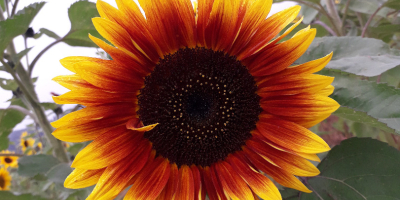 Słonecznik Ozdobny na kwiat cięty ‘Taiyo’ (Helianthus Annuus) Witam