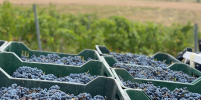 Winogrona na sprzedaż - odmiany wina - Cabernet Sauvignon,