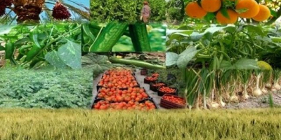 Witam Jestem dostawcą i producentem owoców i orzechów na