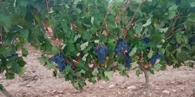 Sprzedaje się 40 ton winogron tempranillo, doskonałej jakości. Znajdują