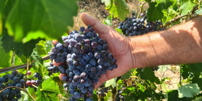 Dzień dobry. Sprzedam winogrona.Wysokiej jakości winorośl na wino. Sprzedaję