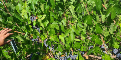 Dzień dobry. Sprzedam winogrona.Wysokiej jakości winorośl na wino. Sprzedaję