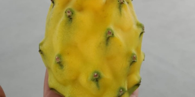 Pitahaya amarilla y roja de exportación calidad premium certificados