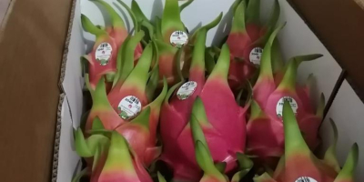 Pitahaya amarilla y roja de exportación calidad premium certificados