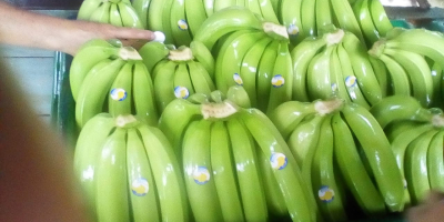 Banano o plátano de exportación calidad premium certificados para