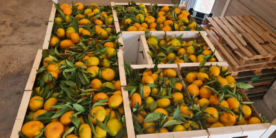 Firma Laverida sprzeda hiszpańskie pomarańcze i hiszpańskie mandarynki Iwasaki.
