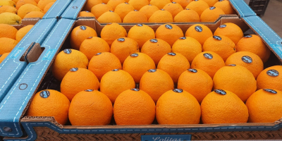 Firma Laverida sprzeda hiszpańskie pomarańcze i hiszpańskie mandarynki Iwasaki.