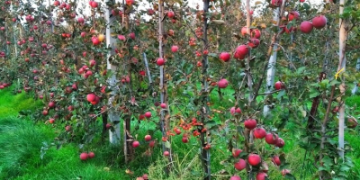 eco , bio , organic apples Sampion, Ligol, jonagored,