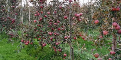 eco , bio , organic apples Sampion, Ligol, jonagored,