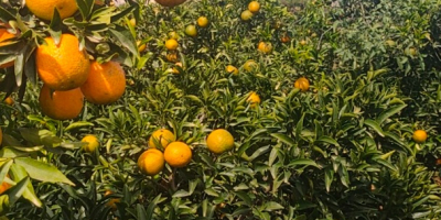 Transport owoców Bandy, sprzedam mandarynki ekologiczne, zbierane i pakowane