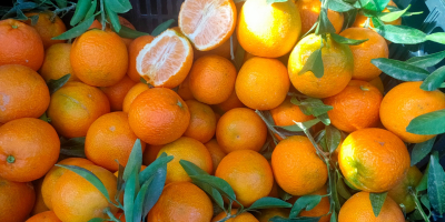 Transport owoców Bandy, sprzedam mandarynki ekologiczne, zbierane i pakowane